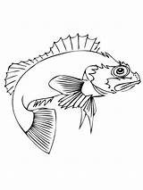 Perch Coloring Pages Drawing Fish Sunfish Ocean Getdrawings Recommended sketch template