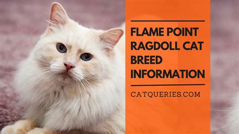 flame point ragdoll cat cat queries