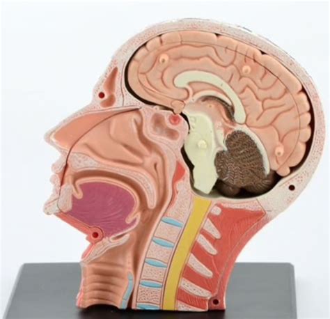 anatomia da cabeca humana  mastermed