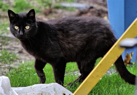 feral life compassion cats black cat prowl