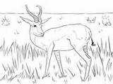 Coloring Springbok African Kudu Woodland Antelope Pages sketch template