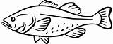 Cod Fish Saltwater Drawing Clipart Coloring Pages Drawings Getdrawings Drawn Decals Animals Helpful Paintingvalley Quotes Larger Non sketch template
