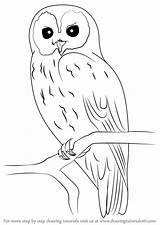 Owl Drawing Draw Step Drawings Tawny Owls Bird Simple Tutorial Easy Tutorials Drawingtutorials101 Sketch Pencil Painting Birds Tree Learn Animal sketch template