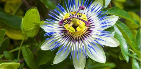 How To Grow Passion Flowers Care Pruning Propagation Uk