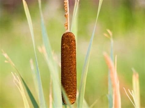 benefits  cattail organic facts
