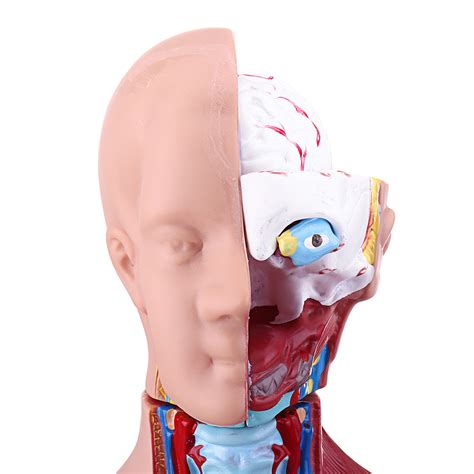 55cm Human Anatomy Unisex Torso Assembly Visceral Anatomical Model – Mrslm