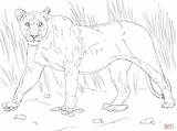 Lioness Leonessa Coloriage Walking Leone Cammina Imprimer Stampare sketch template