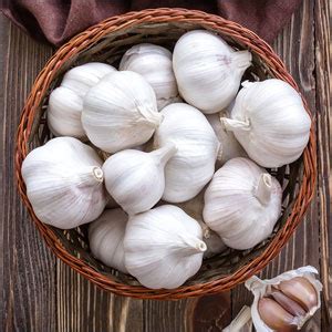 garlic   grow organic garlic  reap  amazing benefits rootwell products