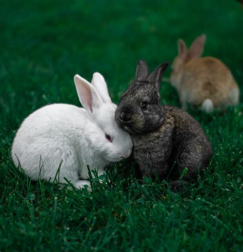 rabbit reproduction  breeding