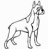 Boxer Dog Coloring Pages Puppy Drawing Standing Line Tall Police Clipart Print Colouring Bloodhound Printable Color Clipartmag Getcolorings Size Cliparts sketch template