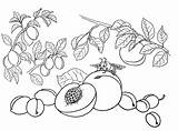 Coloring Peach Apricot Fruits Pages sketch template