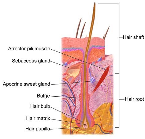 understanding galvanic electrolysis   hair grows permanence