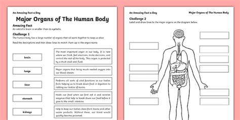 major organs   human body worksheet worksheet internal organs