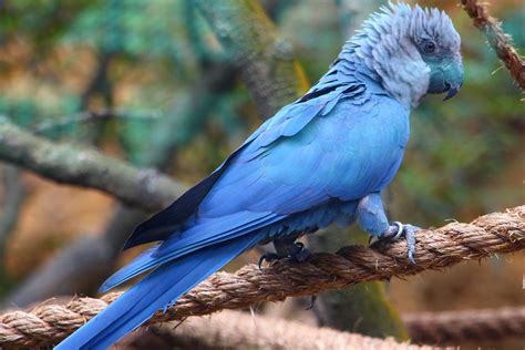 spixs macaw zoochat