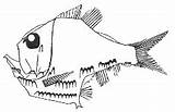 Hatchetfish Aculeatus Silver Hatchet Fish Brauer Figure After sketch template