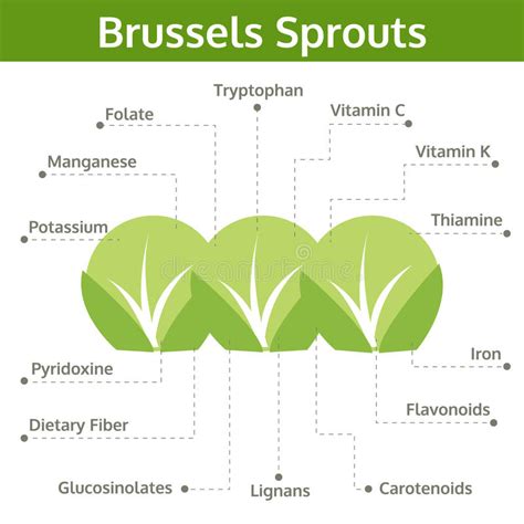 sprouts stock illustrations 6 781 sprouts stock illustrations