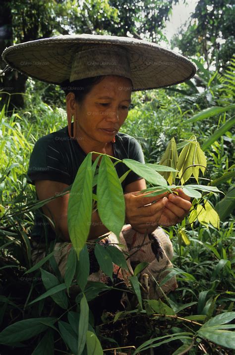 Indigenous Dayak Collecting Medicinal Herbs And Plants