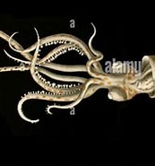Image result for Brachioteuthis riisei Stam. Size: 173 x 133. Source: www.alamy.com