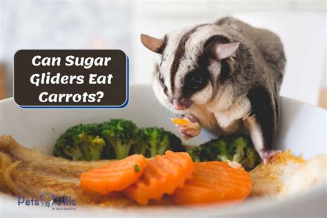 sugar gliders eat carrots raw cooked green carrots