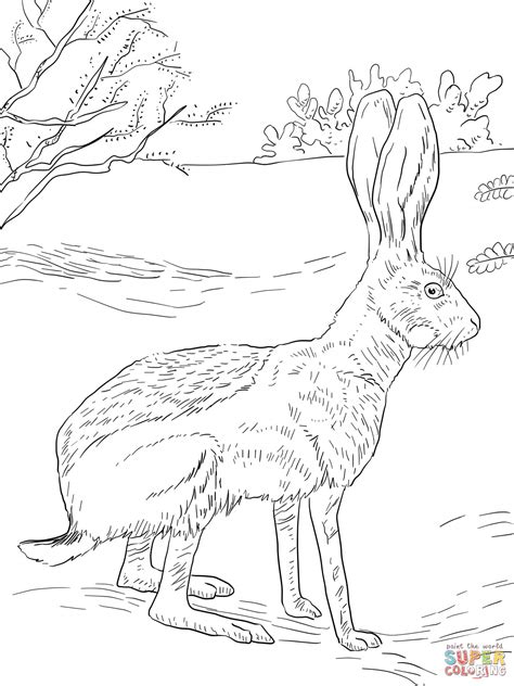jack rabbit coloring  jack rabbit coloring