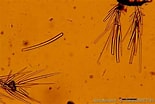Image result for "clathria Atrasanguinea". Size: 155 x 104. Source: doris.ffessm.fr
