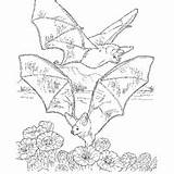 Bats Fruit Surfnetkids Coloring sketch template