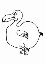 Dodo Bird Coloring Pages Template 59kb 750px Large sketch template
