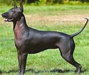 Bilderesultat for Meksikansk nakenhund. Størrelse: 125 x 106. Kilde: www.pinterest.fr