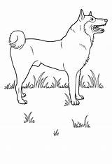 Cane Colorar Animali sketch template