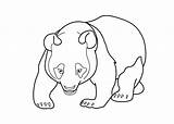 Panda Coloring Pages Bear Giant Adult Printable Drawing Animals Kids Line Print Coloringbay Printables Chihuahua Sea Dog Life Getdrawings sketch template