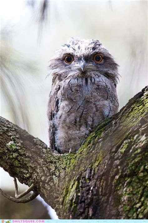 daily squee awesome owls owl pictures australian birds