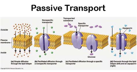 passive transport features types functions