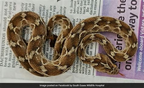 deadly viper travels  india  uk hidden  container  rocks