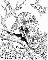 Coloring Pages Jungle Animals Animal Realistic Popular sketch template