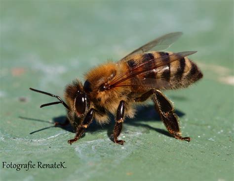die asiatische honigbiene apis mellifera foto bild deutschland