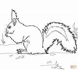 Squirrel Coloring Pages Red Squirrels Gray Printable Grey Pencil Print sketch template
