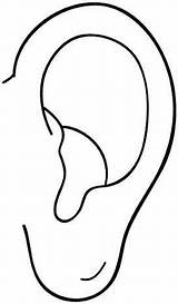 Oreja Orejas Listening Senses Imagui Hearing Imagen sketch template