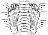 Reflexology Dwight Byers Better Ingham sketch template