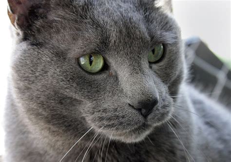 photo cat pet male large gray rescue  image  pixabay