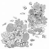Korallen Scogliera Coralli Pesci Fische Riff sketch template