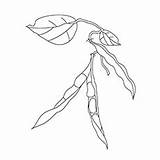 Beans Coloring Bean String Drawing Pages Getdrawings Plant Drawings Designlooter sketch template