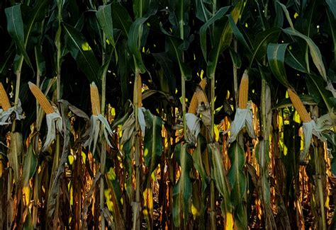 floury leafy corn hybrids offering added nutritional  northstar