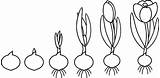 Cycle Bulb Samen Kleurplaat Pflanze Crocus Lebenszyklus Bis Krokus Levenscyclus Planten Groei Sonnenblume Flowering Bloem Myloview sketch template