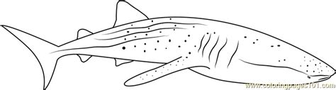 whale shark diver coloring page  kids  whales printable