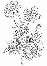 Marigold Blume Parentune sketch template
