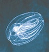 Afbeeldingsresultaten voor "mnemiopsis Maccradyi". Grootte: 98 x 104. Bron: www.iucngisd.org