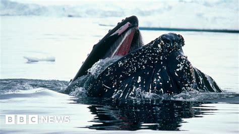 Southwest Atlantic Humpback Whales On Recovery Path