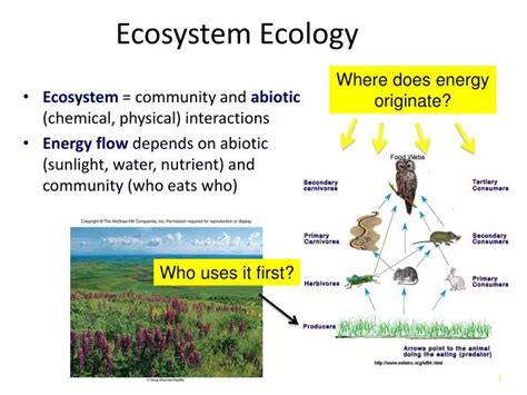 ecosystem ecology powerpoint    id