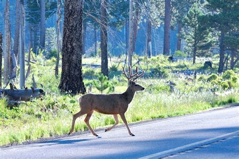 drivers warned     deer crossing roads  dawn  dusk