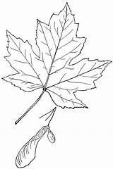 Maple Outline Leaf Clipart Acer Genus Drawing Coloring Etc Leaves Cliparts Pages Drawings Usf Tree Edu Clip Autumn Az Tattoo sketch template